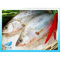 frozen fresh-looking seabass for sale